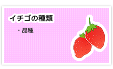 イチゴの種類